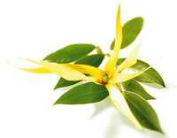 bergamot thefragrantman the fragrant man