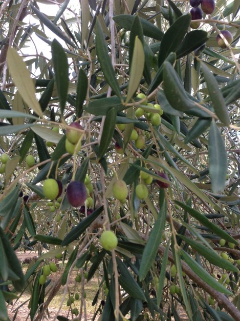 The Fragrant Man Carlos Huber Arquiste Waiheke Island