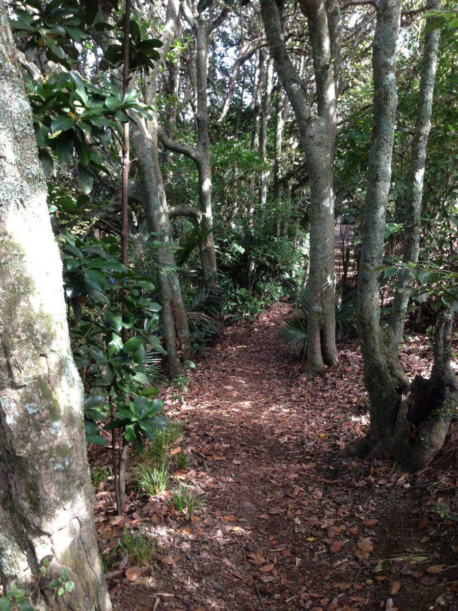 Carlos Huber Arquiste Waiheke The Fragrant Man