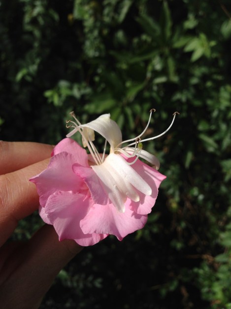 Carlos Huber Waiheke Island The Fragrant Man Arquiste