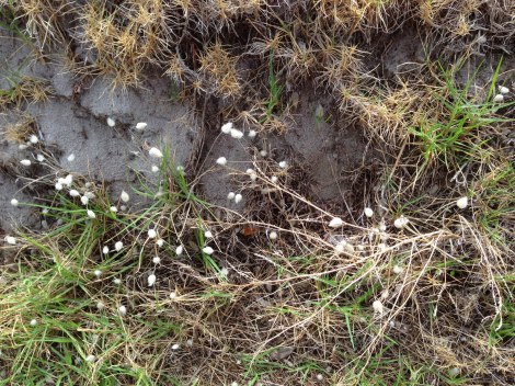 Carlos Huber Waiheke Island The Fragrant Man Arquiste