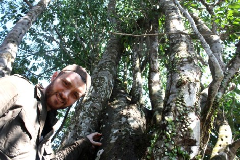 Oud Yaqoub was distilled from the resin of this 60 year old cultivated agarwood tree.