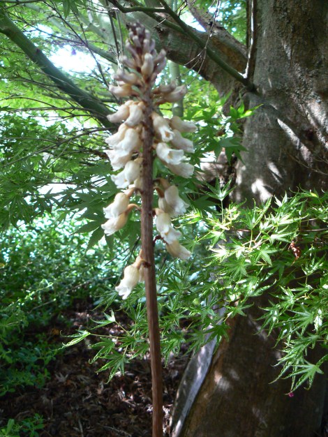 Havelock North St Andrews Escape NZ Native Orchid