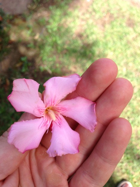 Carlos Huber Waiheke Island Arquiste The Fragrant Man