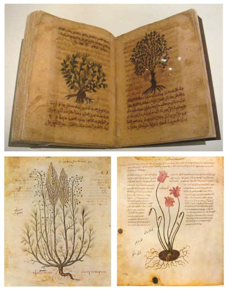 Dioscorides latin thefragrantman the fragrant man