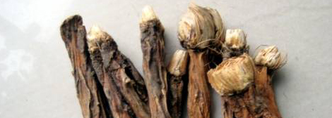 gentian root the fragrant man thefragrantman