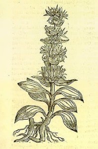 Gentian