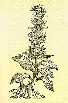 Gentian