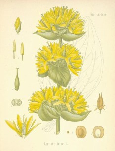 Gentiane