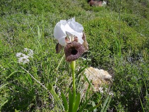 Photo: Avishai Teicher 