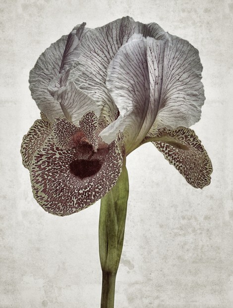 Iris Nazarena Aedes de Venustas