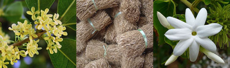 Vetiver thefragrantman the fragrant man