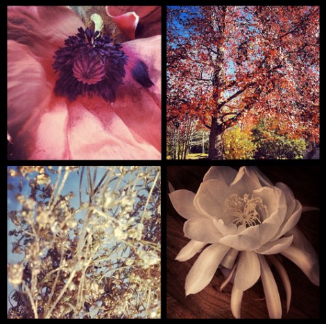 grandiflora sydney saskia the fragrant man thefragrantman orchid poppy