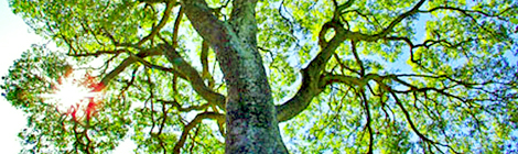 thefragrantman the fragrant man copahu resin perfumery olfactive