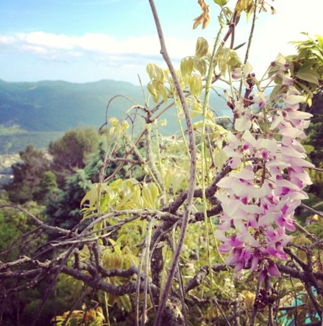 Waking up in Grasse. View from Saskia's window.