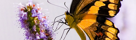 thefragrantman the fragrant man lavender