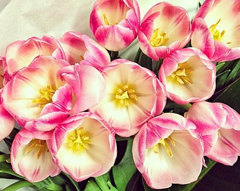 grandiflora sydney saskia the fragrant man thefragrantman tulips