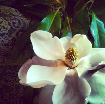 Magnolia flower