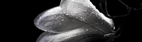 magnolia thefragrantman the fragrant man