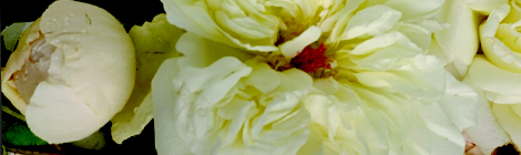 magnolia thefragrantman the fragrant man