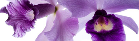 thefragrantman the fragrant man orchid