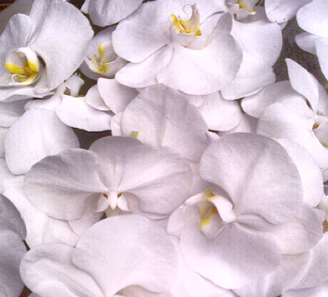 grandiflora sydney saskia the fragrant man thefragrantman orchids