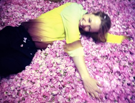 grandiflora sydney saskia the fragrant man thefragrantman rose petals