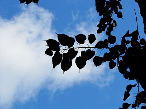 Bodhi tree leaves. Photo: DJ Buddha