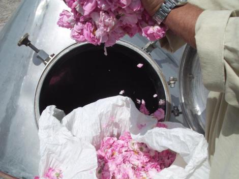 Prepping rose petals for distillation. Photo: The 7 Virtues