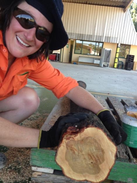 Australian worker with sandalwood log cross-section showing heartwood and sapwood. Photo: TFS