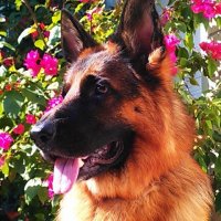 Emile Zola, The Hairy German with a French name