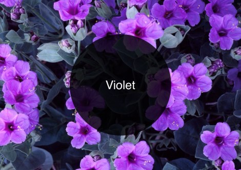 Click the image to read The Candy Perfume Boy's Guide to Violet  