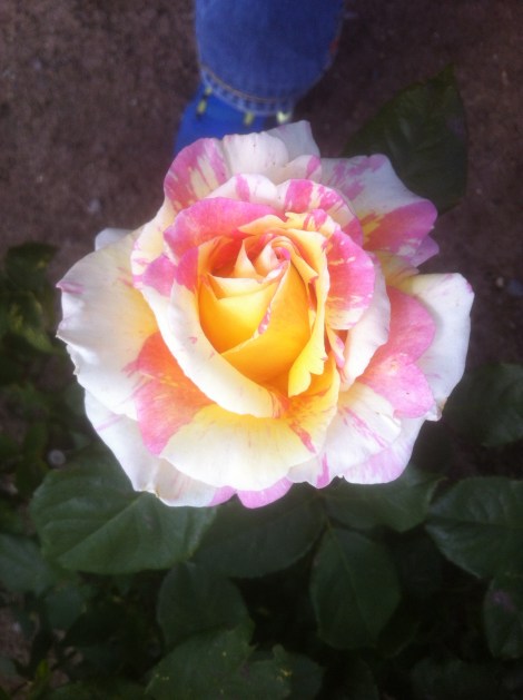 C0683B97-2A4E-4078-872B-5945A79B7C0F