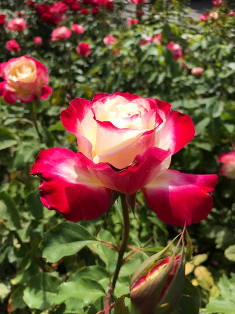 D95DB77F-2F1E-4F1E-B1D0-01D074375DC6